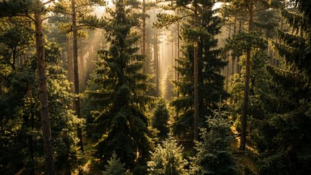 The nature of Valdai